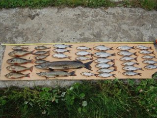 В заполярном озере, очищенном учеными ТГУ от нефти, стало больше рыбы