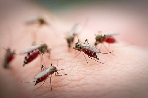 Комариный секс: как размножаются комары, как выглядят самец и самка