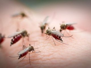 Семь фактов о комарах