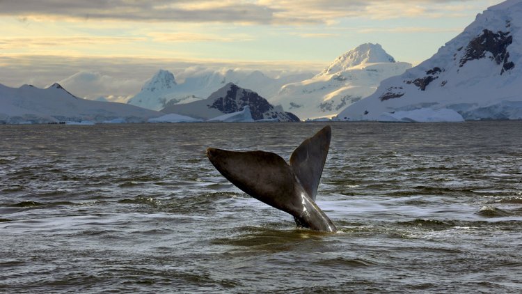 Крупнейшую природоохранную зону создали в Антарктике