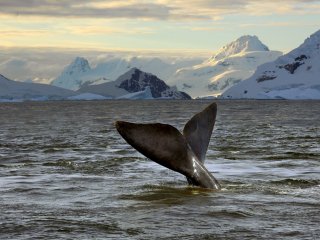 Крупнейшую природоохранную зону создали в Антарктике