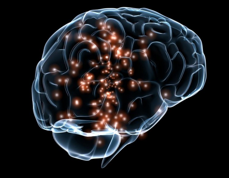 Как в мозге формируются новые сети нейронов