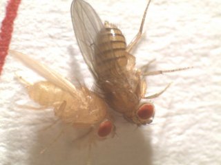 Ученые из Томска выявили мутации у мух, имевших контакт с отходами нефтедобычи