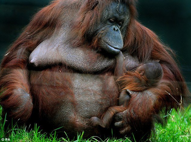 Орангутаны кормят своих детей грудью по многу лет