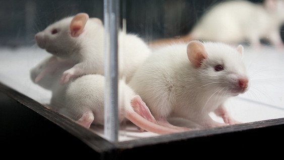 Крысы подсказали ученым путь к регенеративной медицине