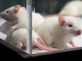 Крысы подсказали ученым путь к регенеративной медицине