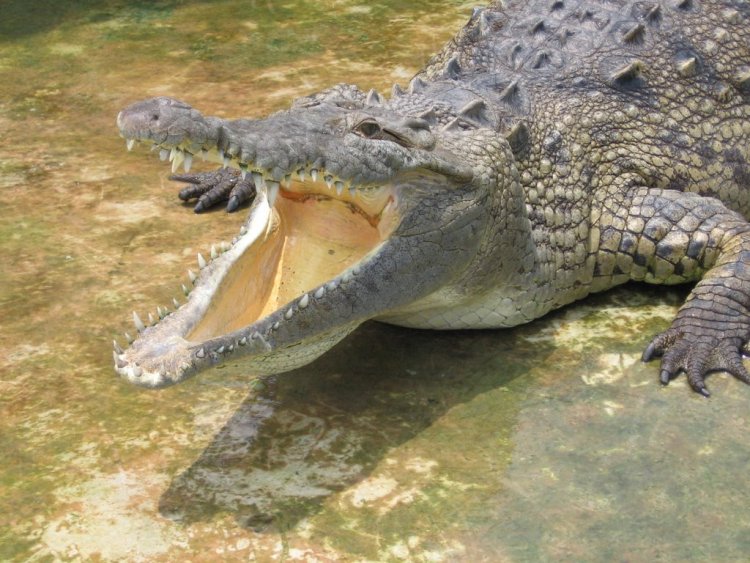 Человеческие гормоны сделали крокодилов транссексуалами