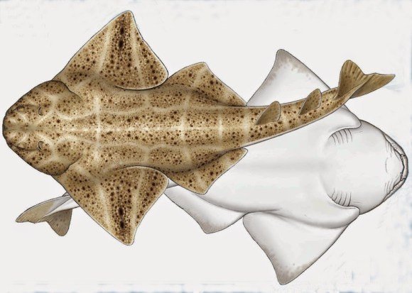 Древняя окаменелость содержит признаки и костистой рыбы и современной акулы