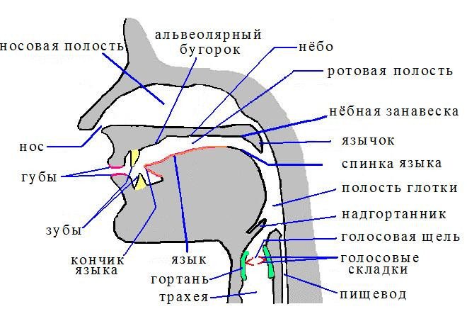 Болезни горла, хронические заболевания горла - диагностика и лечение в Москве