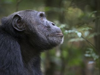 Мозг шимпанзе имеет сходство с мозгом древних людей