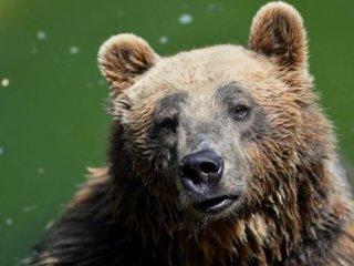 Редкий бурый медведь погиб в Италии