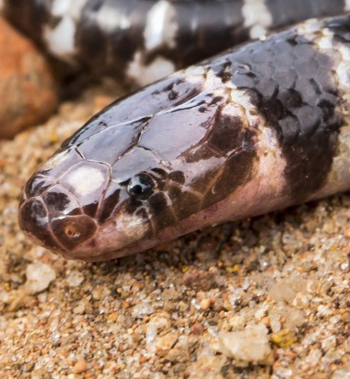 В Австралии найден новый вид ядовитых змей бэнди-бэнди