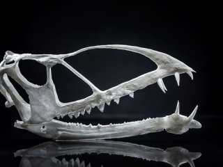 Палеонтологи обнаружили останки самого древнего птерозавра, обитавшего в пустыне