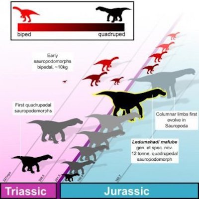 В ЮАР нашли останки древнего динозавра-зауропода