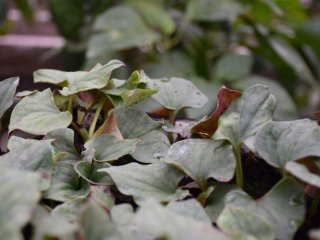 Листья хауттюйнии, ЦСБС СО РАН. Фото - Вероника Болонева