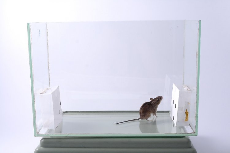 Фото предоставлено исследователями Ж. Резникова, С. Пантелеева, Н.Воробьева