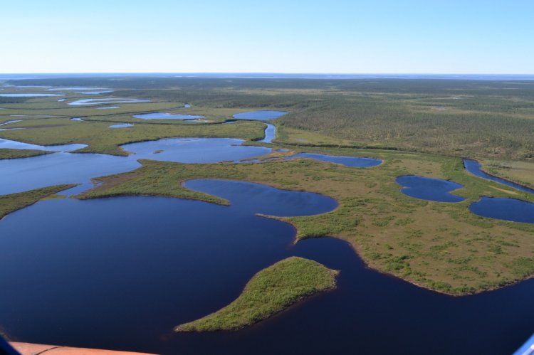 Пейзаж Западной Сибири – бескрайние просторы и болота. Фото: М.А. Фомин