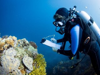 Крупнейшее исследование кораллов подсказывает решение для сохранения рифов