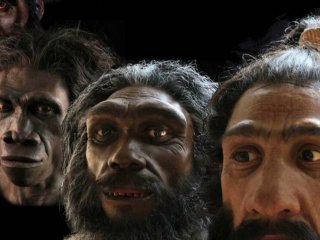 Y-хромосома современного человека имеет больше сходств с хромосомой неандертальца, чем денисовца