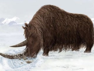 Шерстистого носорога возрастом более 20 тысяч лет нашли сибирские ученые