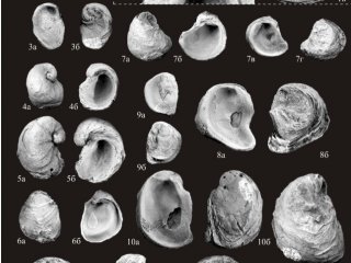 Ученые ИНГГ СО РАН изучают ископаемых устриц возрастом свыше 100 млн лет