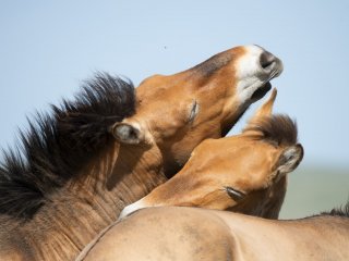 «Лошадь Пржевальского: последняя дикая лошадь на Земле»…