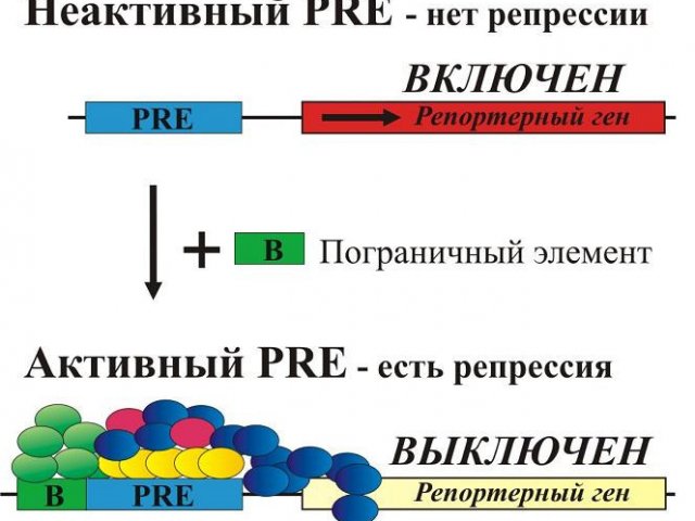 Materialy Po Tegu Institut Biologii Gena Ran