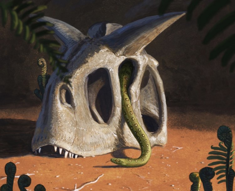 После падения астероида 66 миллионов лет назад змеи смогли занять новую нишу 
