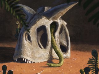 После падения астероида 66 миллионов лет назад змеи смогли занять новую нишу 