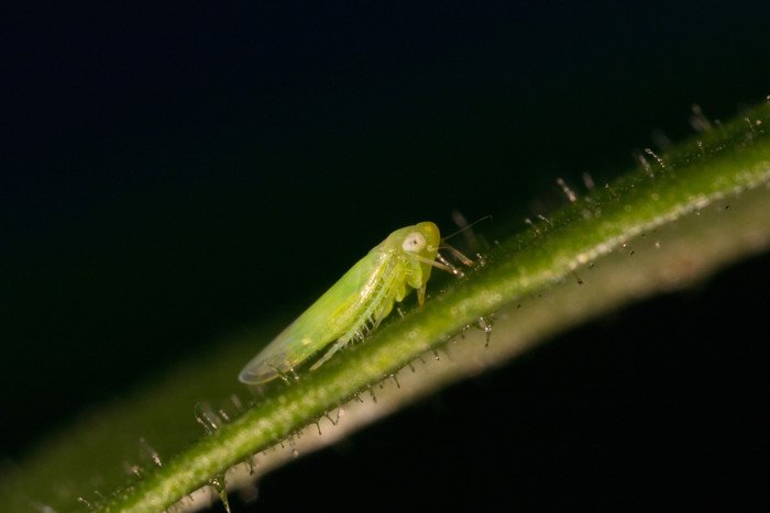 Ученые выяснили, как растения защищаются от насекомых