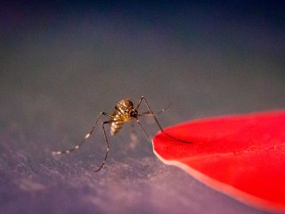 Комары реагируют на красный цвет 