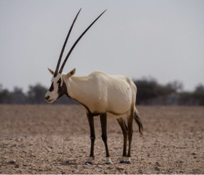 Расшифрован геном аравийского орикса – разновидности антилопы 