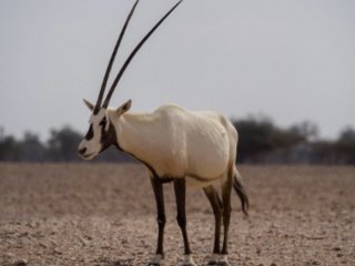Расшифрован геном аравийского орикса – разновидности антилопы 