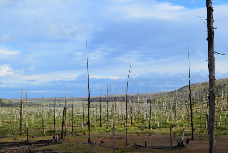 Мертвый лес в Арктике. Архивное фото
