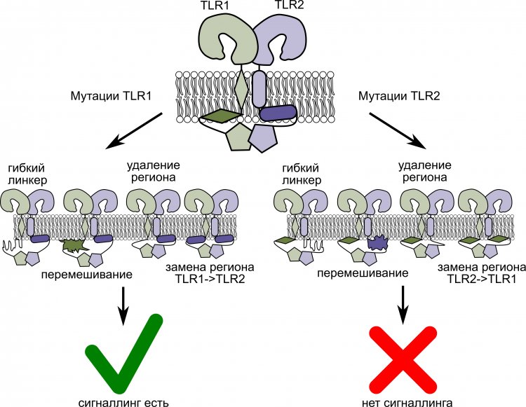 Влияние мутаций в мембранных фрагментах TLR1 и TLR2 на их сигнальные функции. Источник: Федор Корнилов