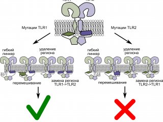 Влияние мутаций в мембранных фрагментах TLR1 и TLR2 на их сигнальные функции. Источник - Федор Корнилов