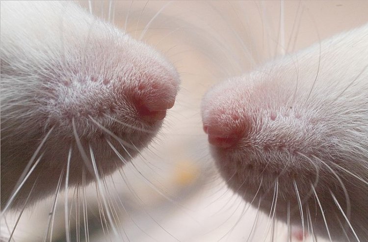 Крысы используют свои усы в тех же целях, что и человек свои руки и пальцы