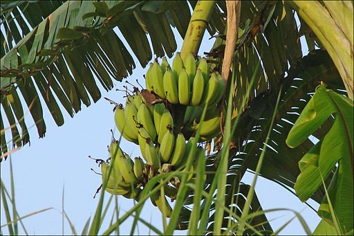 Новая разработка ученых: бананы для африканских детей