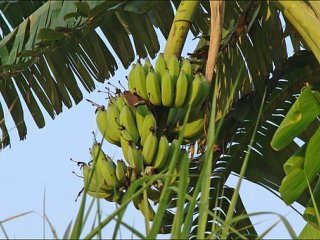 Новая разработка ученых: бананы для африканских детей