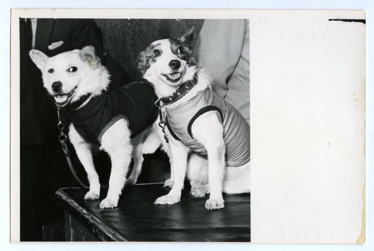 Собаки Белка и Стрелка после полета.Источник фото: коллекция Музея космонавтики