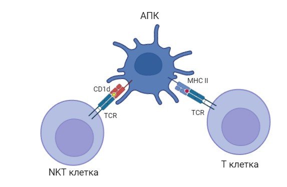 CD1-опосредованная активация Т-киллеров. Автор изображения: Алексей Замараев