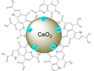 Схематическое изображение наночастиц церия, модифицированных пирролохинолинхиноном. Источник - Нелли Попова 