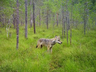 Серый волк (Canis lupus) в лесу в Карелии. Фото Данила Панченко  Институт биологии КарНЦ РАН