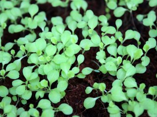 Изображение: studio2013/Фотобанк RU.123.RF