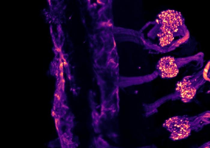 Изображение, полученное с помощью световой микроскопии, демонстрирующее экспрессию ионного канала TRPM8 в сенсорных ганглиях мыши во время эмбрионального развития после очистки тканей. Фото: Pablo Hernández-Ortego / Universidad Miguel Hernandez de Elche