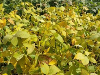 Орловская область. Коллекционные и селекционные образцы сои. Фото: Е.В. Журавлева