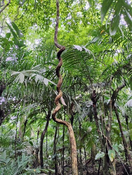 Вьющаяся лиана в Оахаке, Мексика. Фото: Lena Hunt/New York University