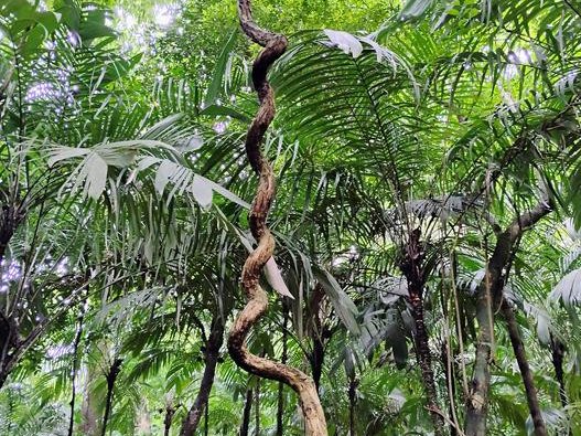 Вьющаяся лиана в Оахаке, Мексика. Фото: Lena Hunt/New York University