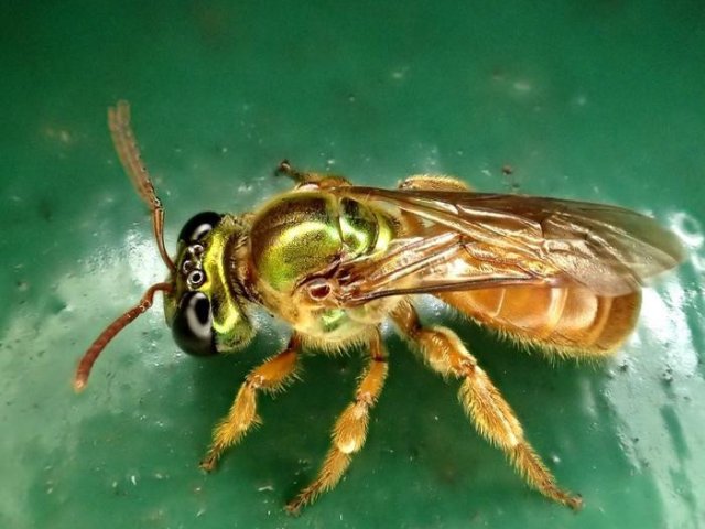 Люцерновая ночная пчела-листорез (Megalopta genalis), вид, изучаемый в данной работе. Фото: Carmelo Lopez / Smithsonian