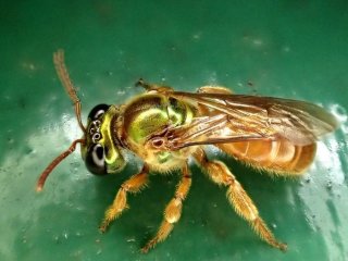 Люцерновая ночная пчела-листорез (Megalopta genalis), вид, изучаемый в данной работе. Фото: Carmelo Lopez / Smithsonian